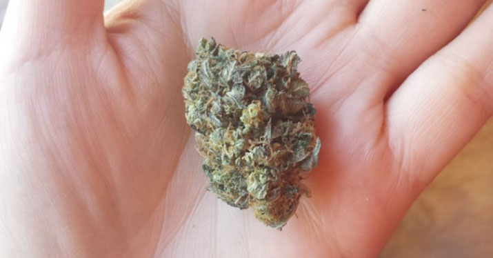 Cannabis Strain In Focus: All About The Famed Jack Herer!