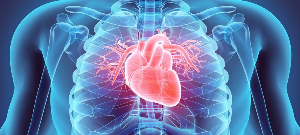 Ideas to Maintaining a proper Heart and the body