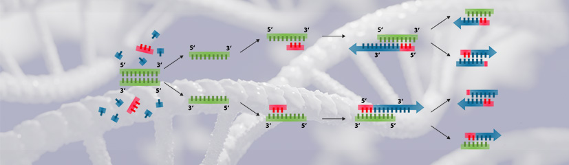 5 Types of Pcr Primers In Genomics
